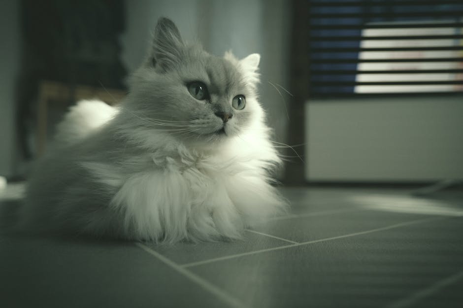 What Makes the Exotic Shorthair Cat Unique?