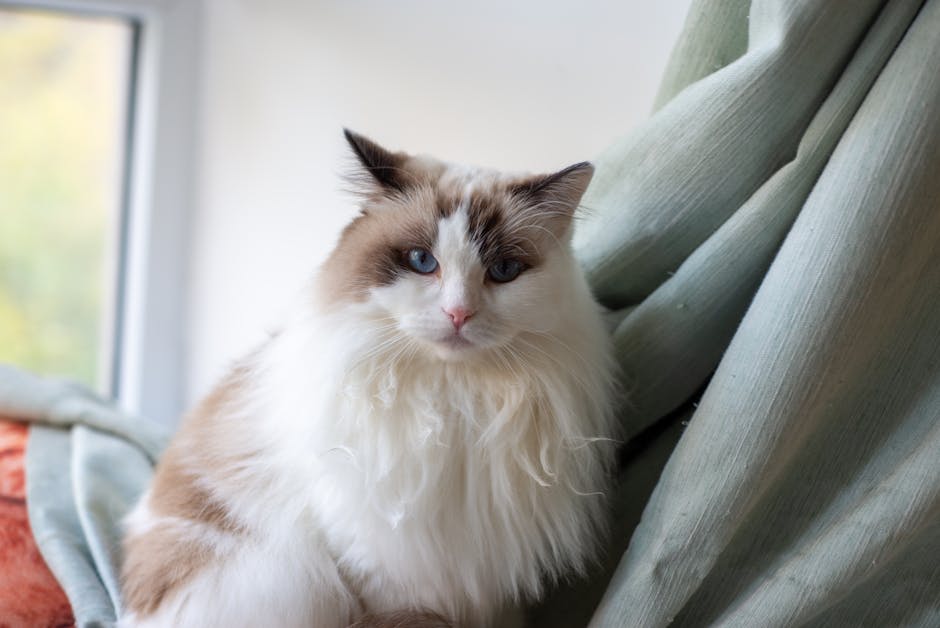 Top Raw Cat Food Brands Reviewed?