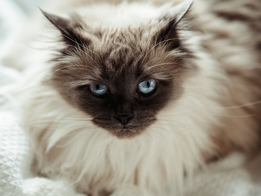 Ragdoll Cat Complete Breed Guide The Floppy Cat