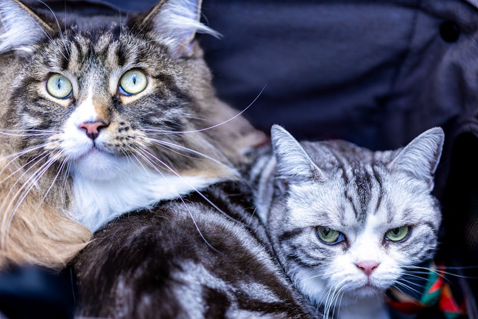 Bengal Cat Breed Profile Energy Levels and Daily Care