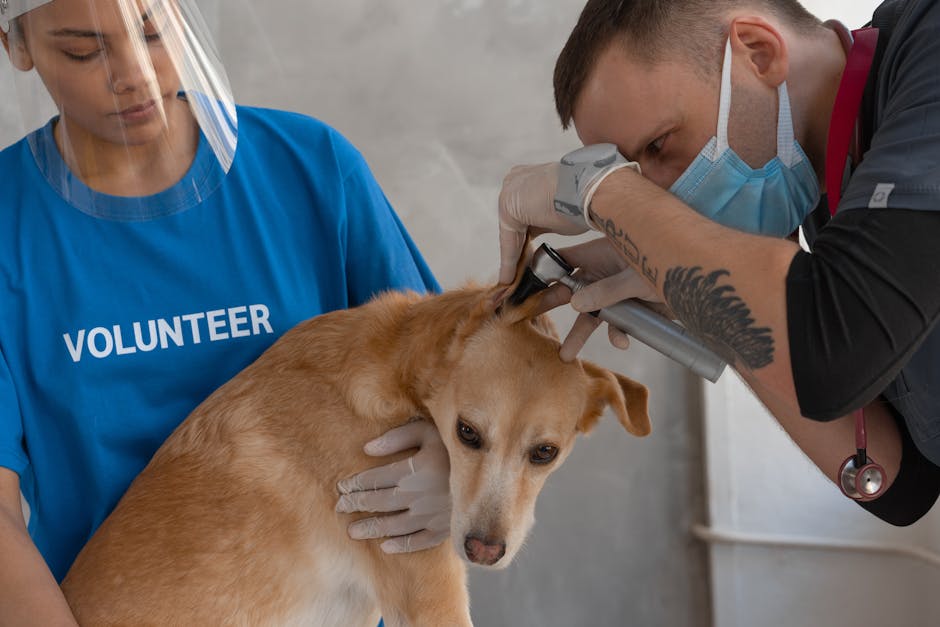 Professional Dog Grooming Price Guide What to Expect