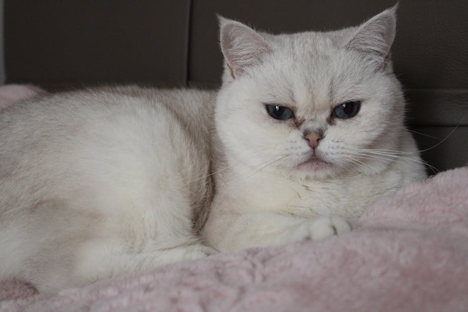 British Shorthair Cat Breed Guide Calm and Affectionate