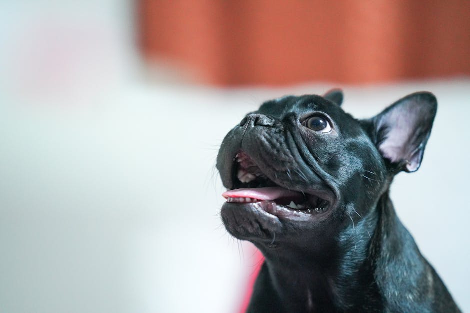 Why Should You Consider Adding Kelp to Your Dogâs Diet?