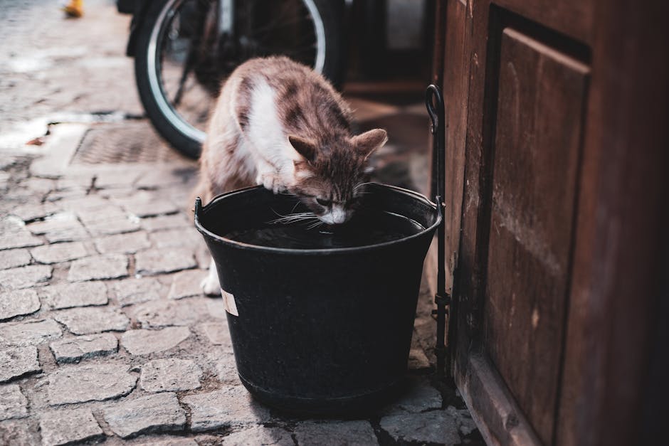 1. Why Is Hydration Important for Cats?