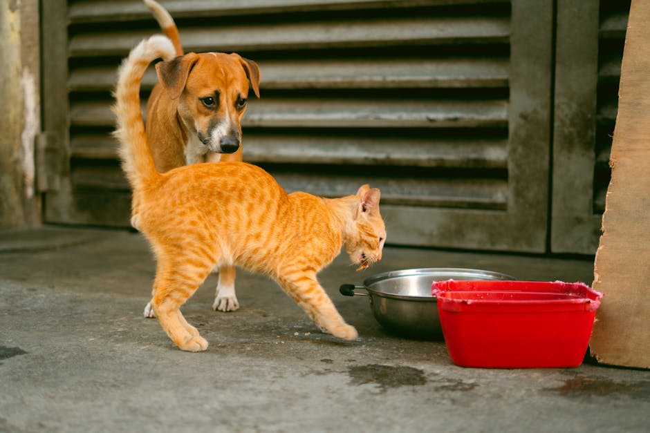 Senior Dog Food Reviews Finding the Best for Aging Dogs