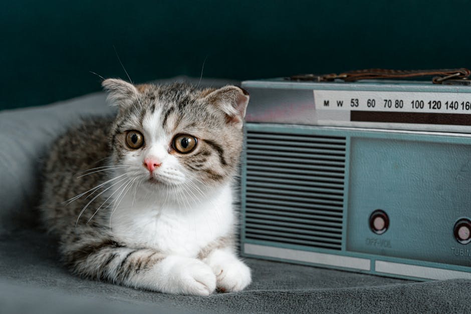 Scottish Fold Cat Breed Health Issues and Controversy