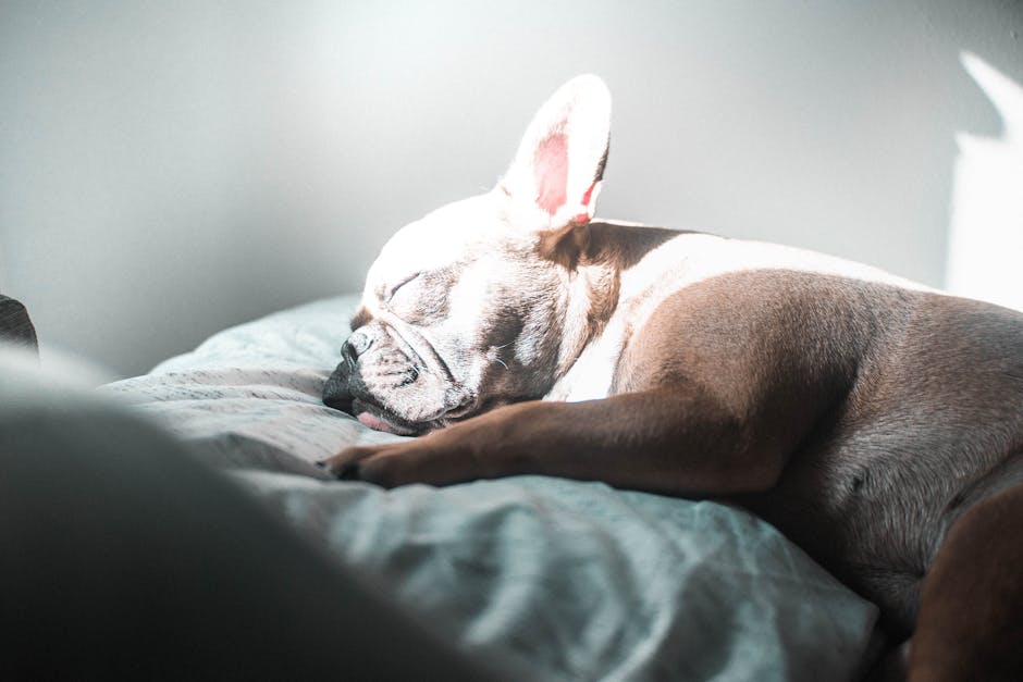 Why Do Cats Sleep So Much?