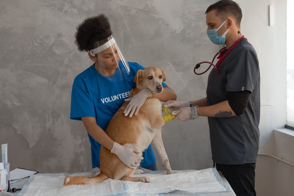 How Pet Insurance Works Step by Step Process Explained