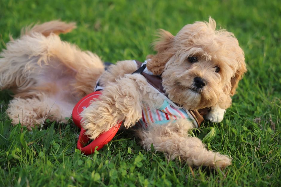 What Makes the Poodle Breed So Special?
