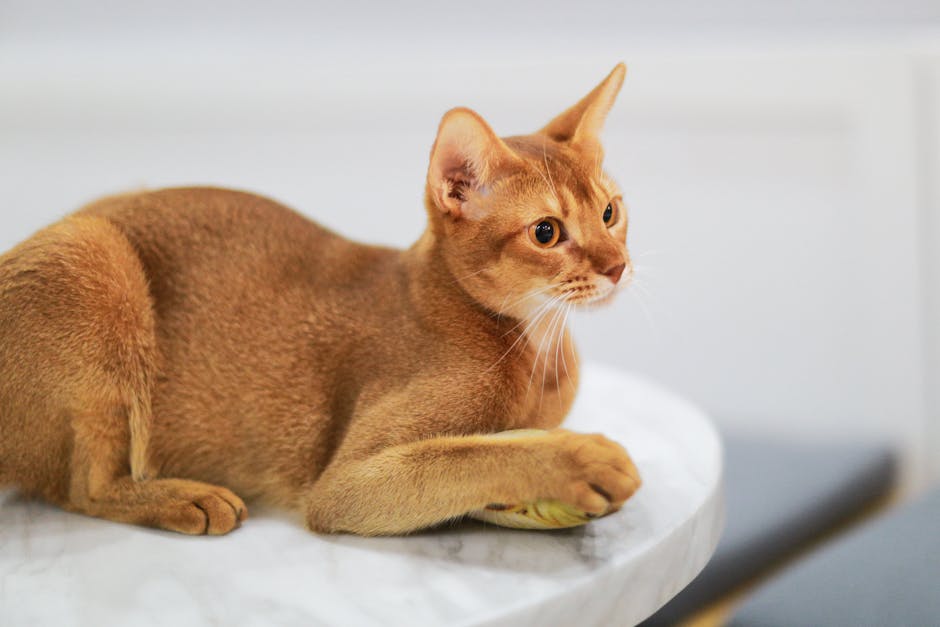 Why High Protein Cat Food Matters for Obligate Carnivores?