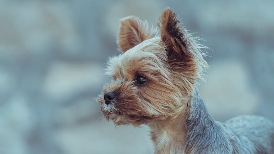 What Are Lifetime and Annual Policy Limits in Pet Insurance?