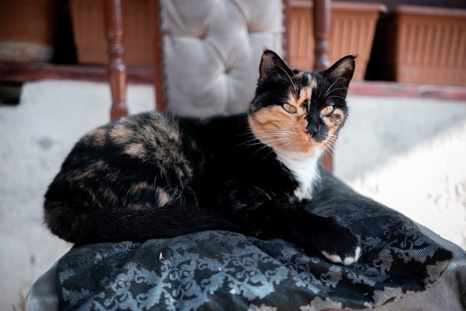 What Is the Turkish Angora Cat Breed?