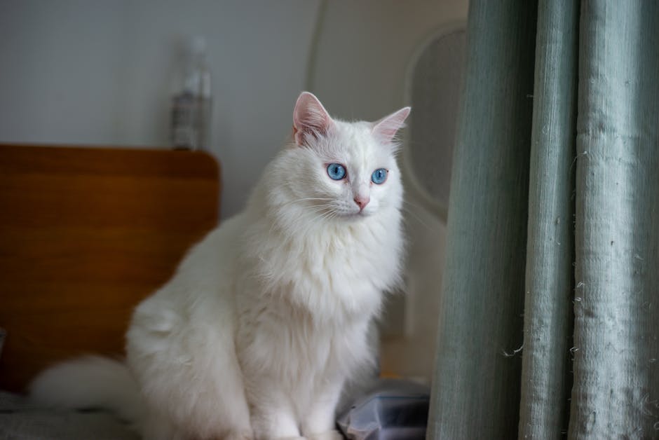 Is the Turkish Angora a Hypoallergenic Cat?