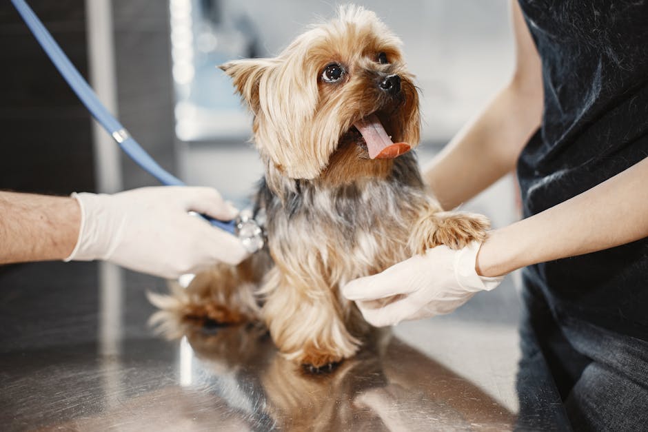 How Do Grooming Gloves Work for Deshedding?