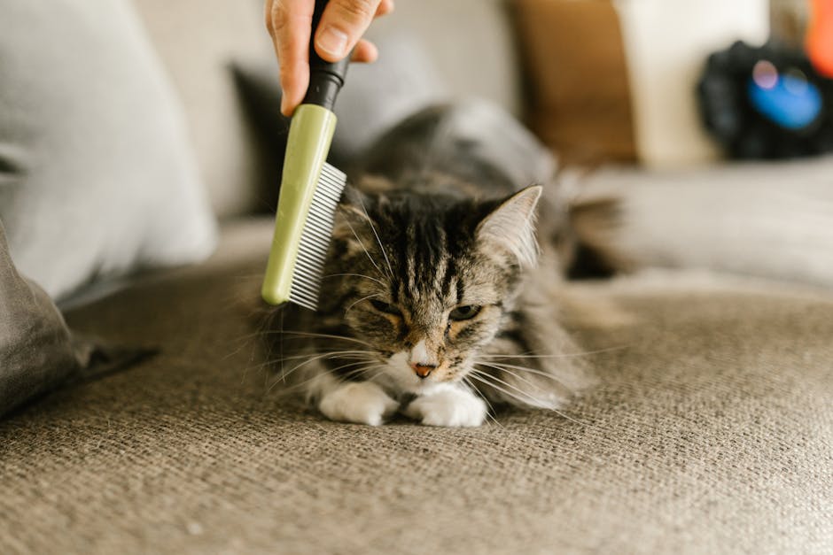 How to Brush Different Dog Coat Types Correctly
