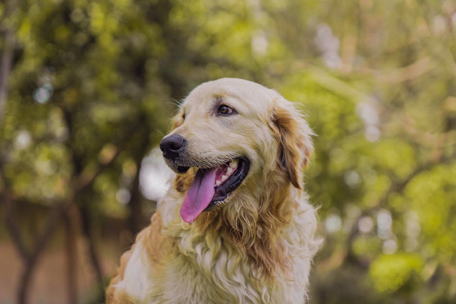 Best Dog Shampoo for Every Skin Type and Coat
