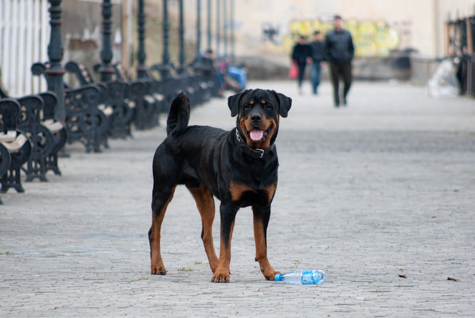What Makes the Rottweiler Such a Remarkable Breed?