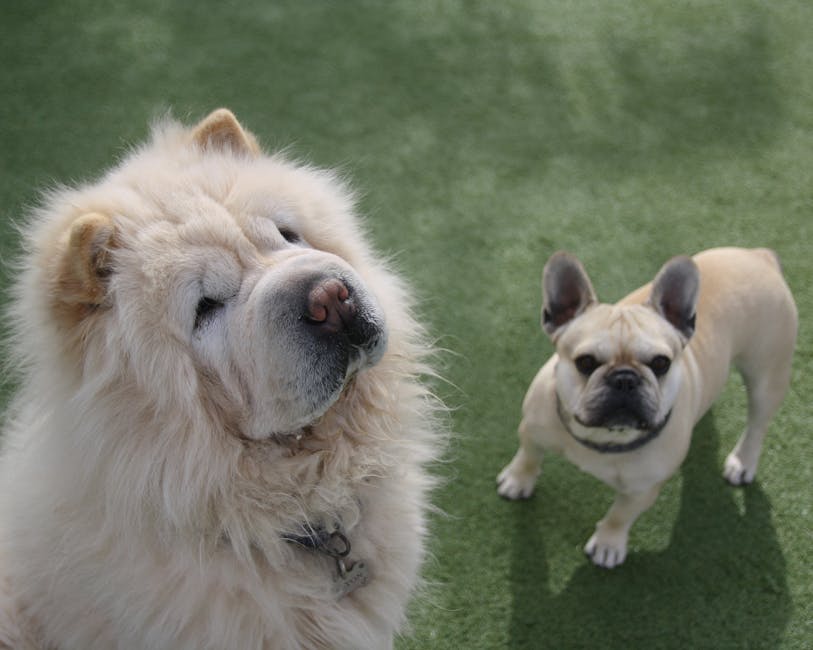How Can You Recognize When Your Senior Dog's Quality of Life Is Declining?