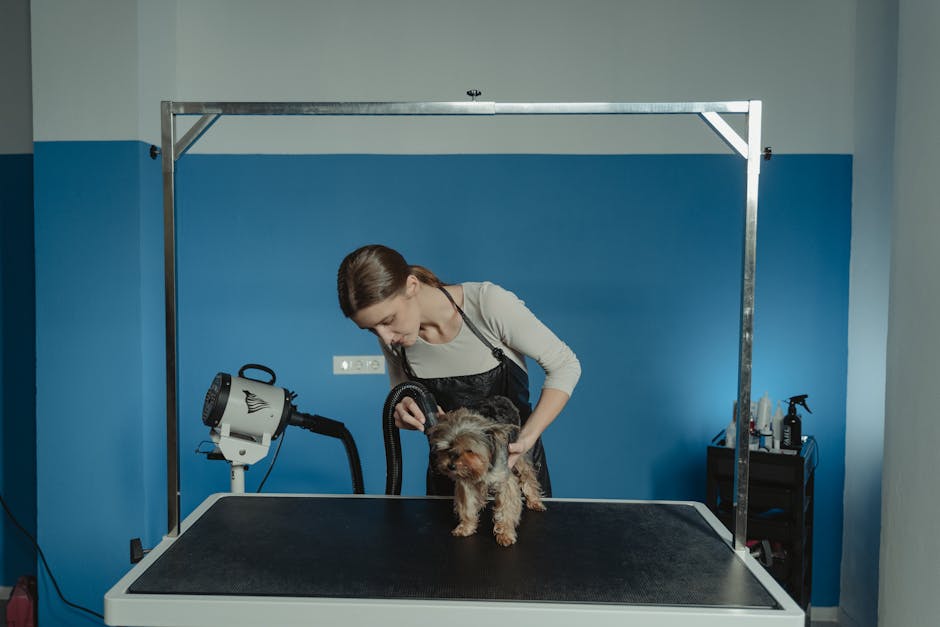 What Is End of Life Care for Your Senior Dog?