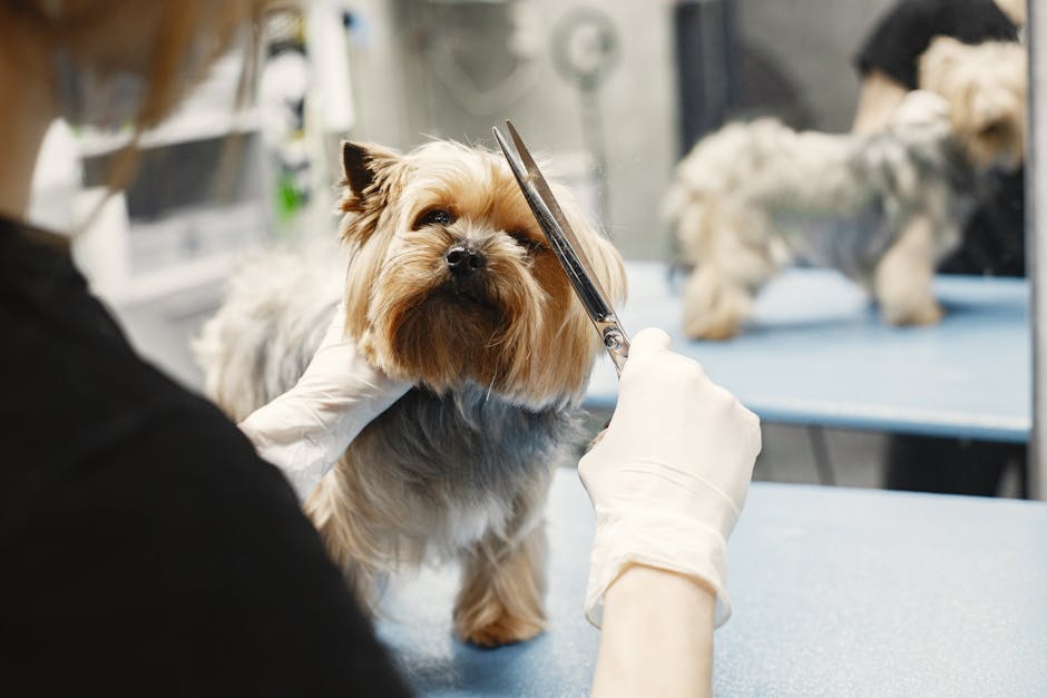 Telemedicine for Pets When Virtual Vet Visits Make Sense