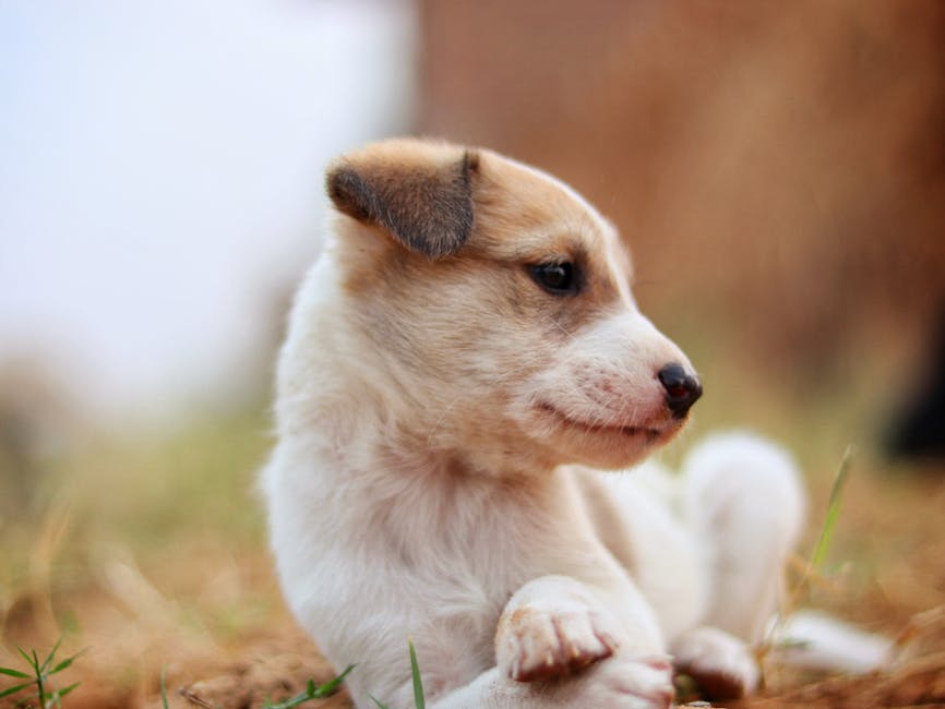 Best Puppy Food for Large Breed Growth and Joint Health