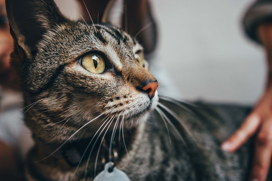 What Makes a Cat Food Ideal for Weight Loss?