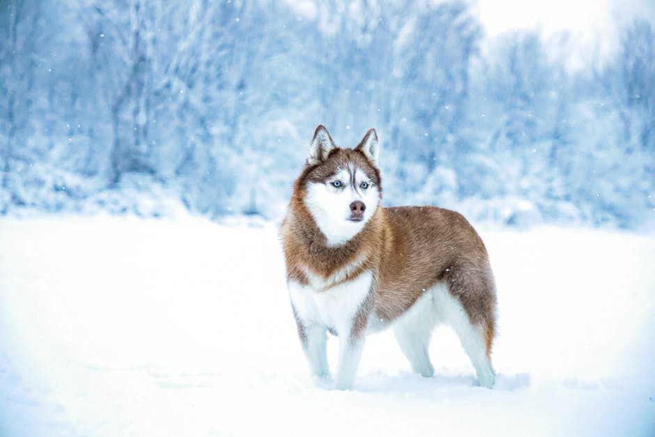 Is the Siberian Husky Right for You?