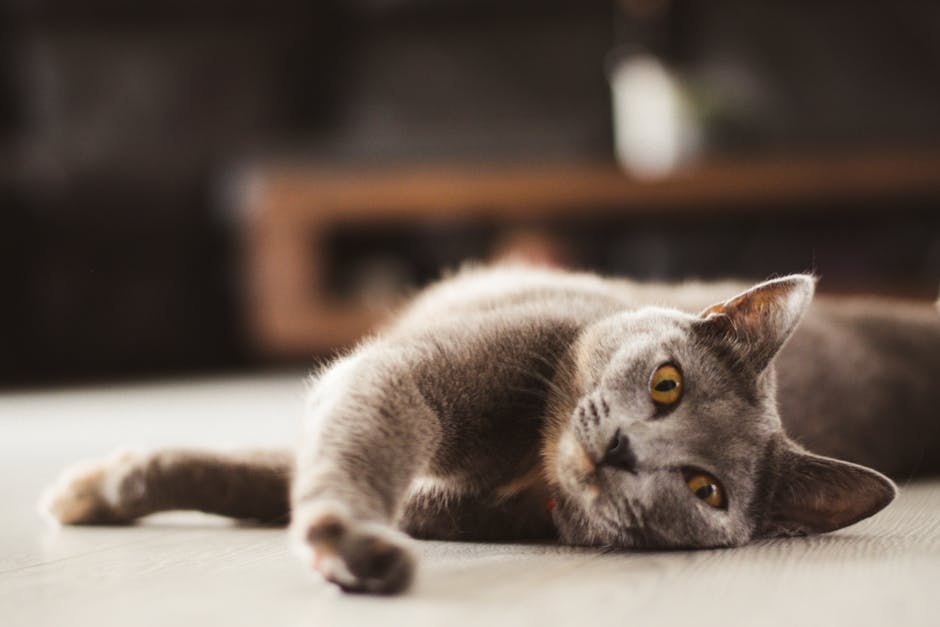 Cat Kidney Disease Chronic Renal Failure Signs and Diet