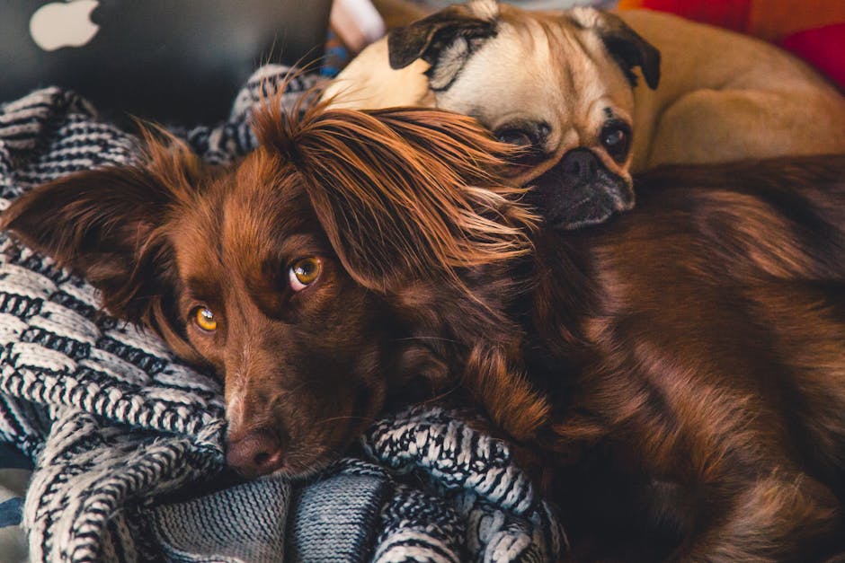 What Is a Dog Seizure and How Does It Differ From Epilepsy?