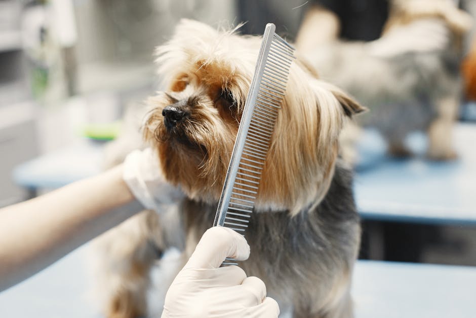 How do you calculate daily calorie needs for your dog?