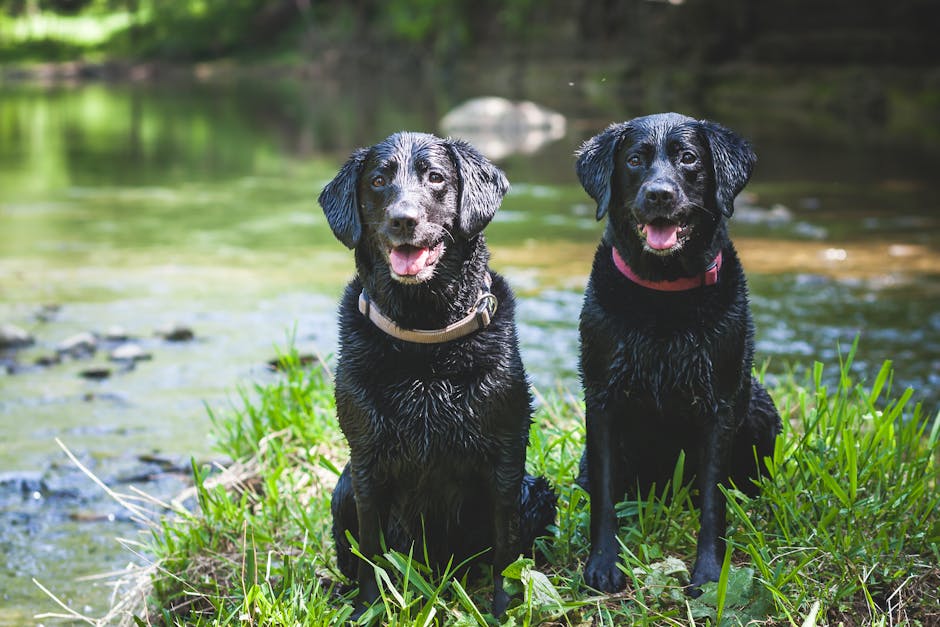 Which nature-inspired black dog names suit dark coats?