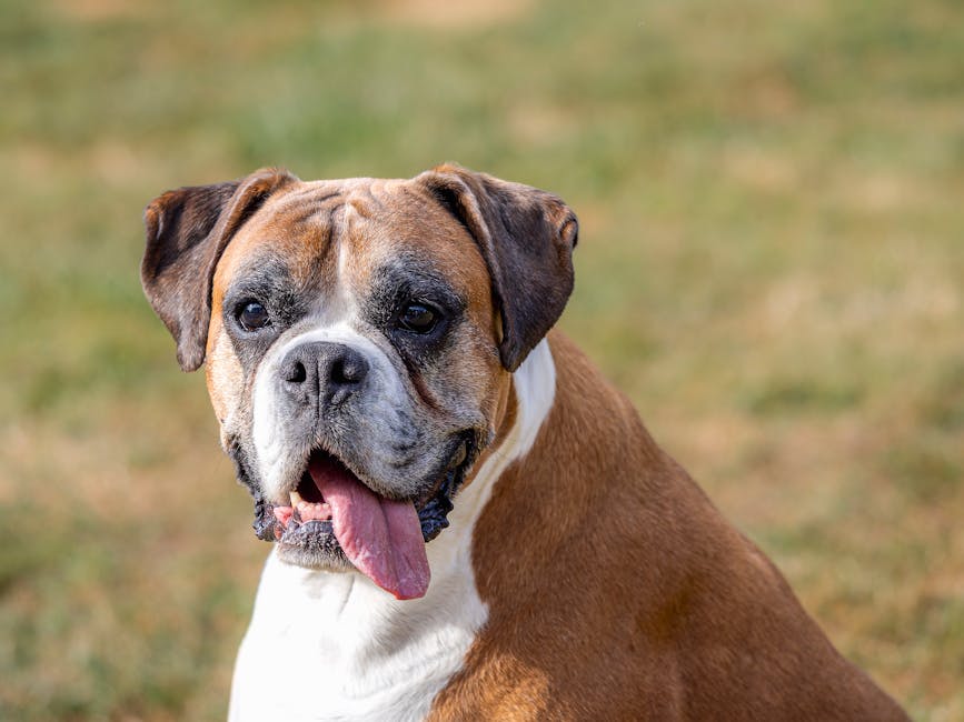 Are Boxers Good with Kids and Other Pets?