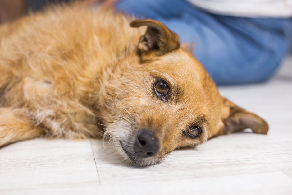 What Is Apple Cider Vinegar and Why Is It Used for Dogs?