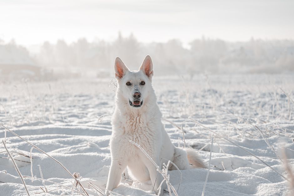 1. Are Classic Snow-Themed White Dog Names Still Popular?