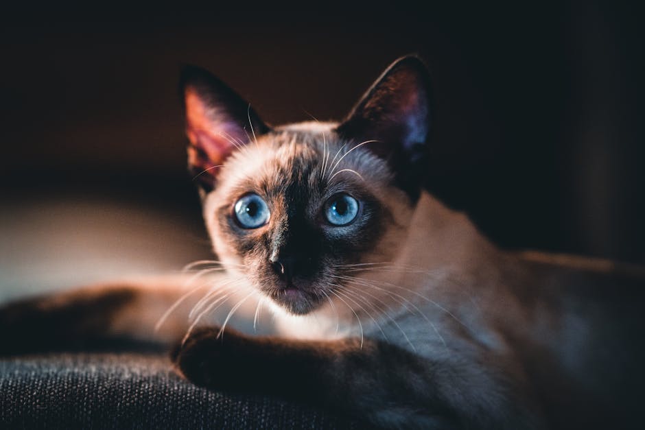 Top Flat-Face Friendly Cat Foods Compared?