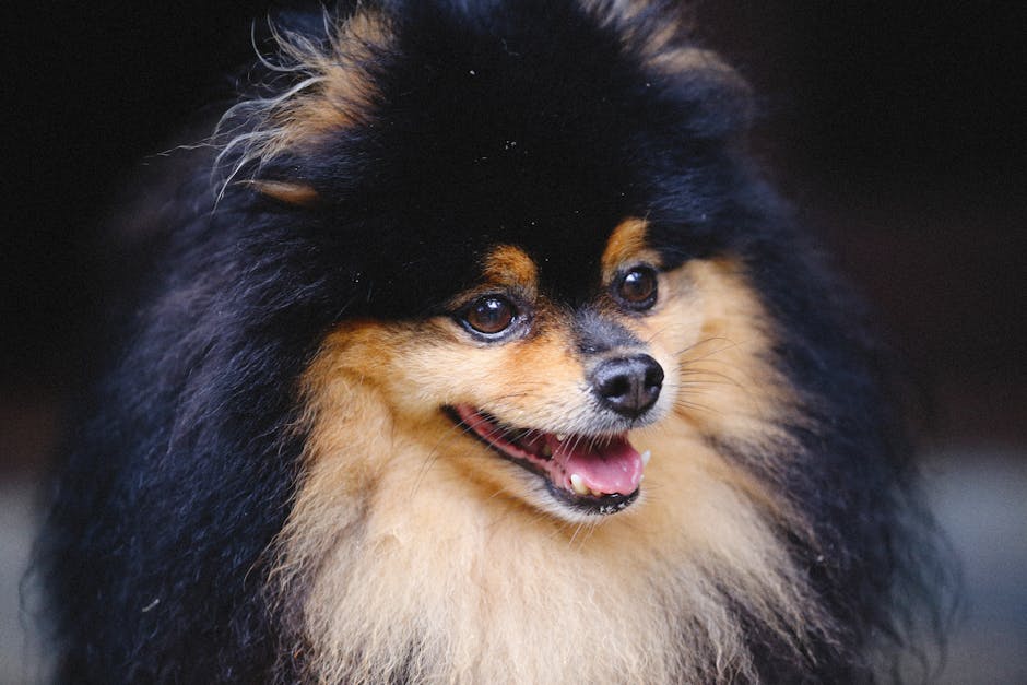 What causes excessive barking in dogs?