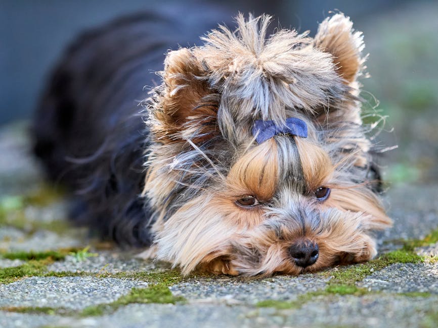 Top 5 Best Waterless Dog Shampoos for Quick Cleanups?