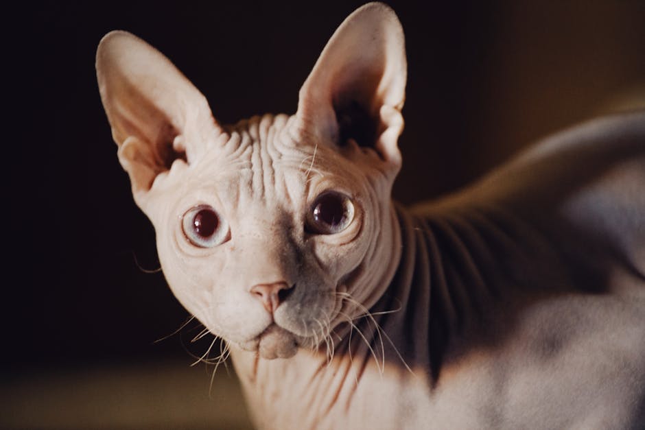 What Makes Bengal Cats Unique and What Do They Need in Their Diet?
