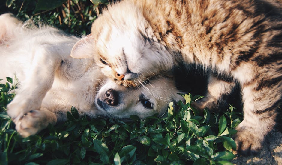 Top Raw Dog Food Delivery Services Compared