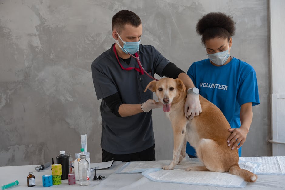 Pumpkin for Dogs Health Benefits and Feeding Guide