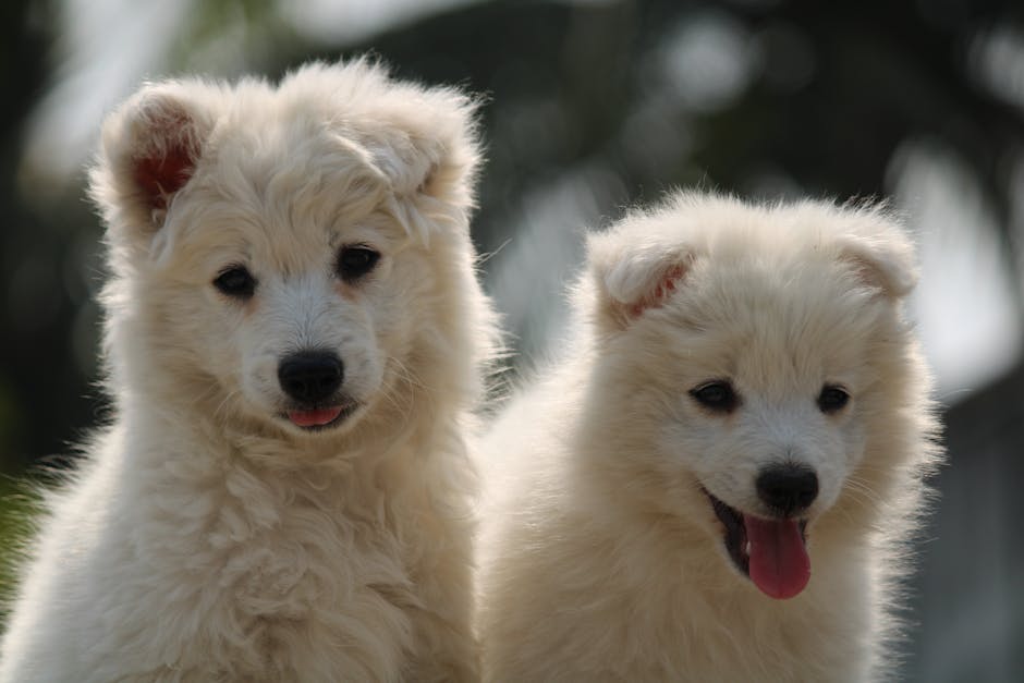 Why Do Dogs Shed So Much?