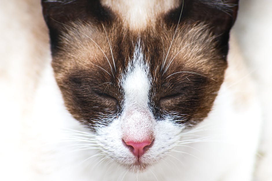 What Makes Siamese Cats Unique?