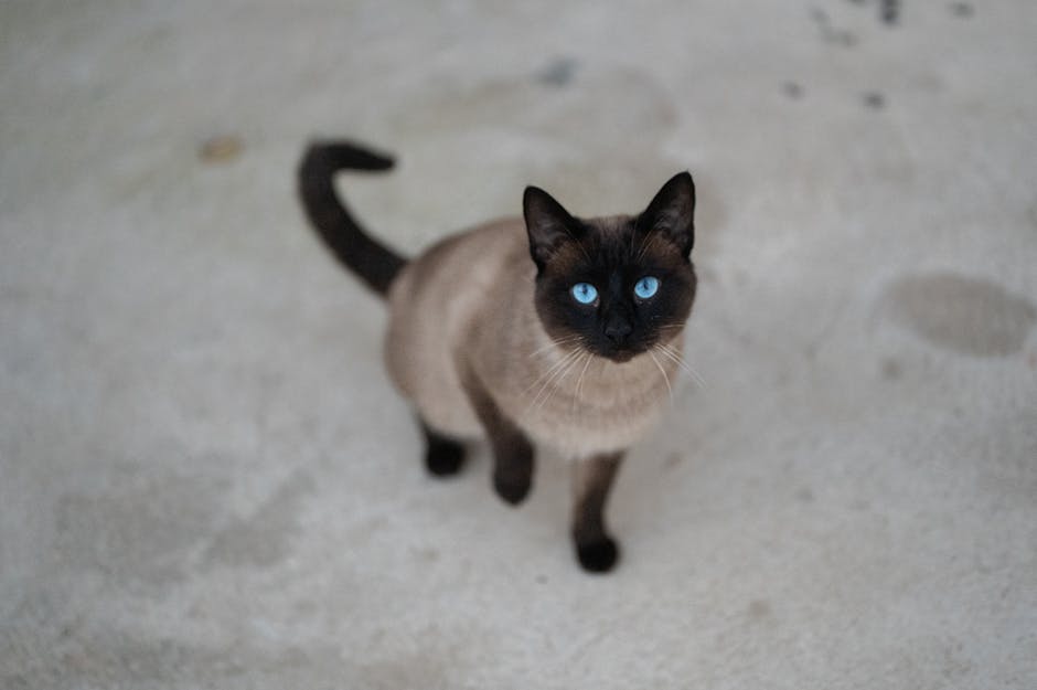 Why Do Siamese Cats Need a Lean Body Formula?