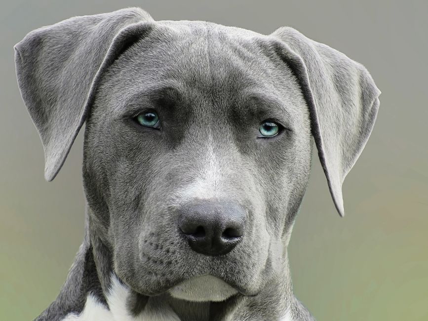 Ingredient Quality: Blue Buffalo vs Purina Cat Food - Which Has Better Ingredients?