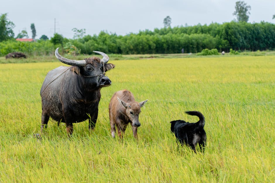 Why Compare Blue Buffalo vs Purina Pro Plan Dog Food?