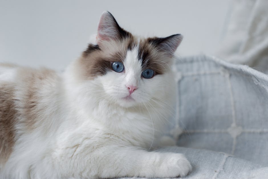 Why Are Ragdoll Cats Considered One of the Most Affectionate Cat Breeds?