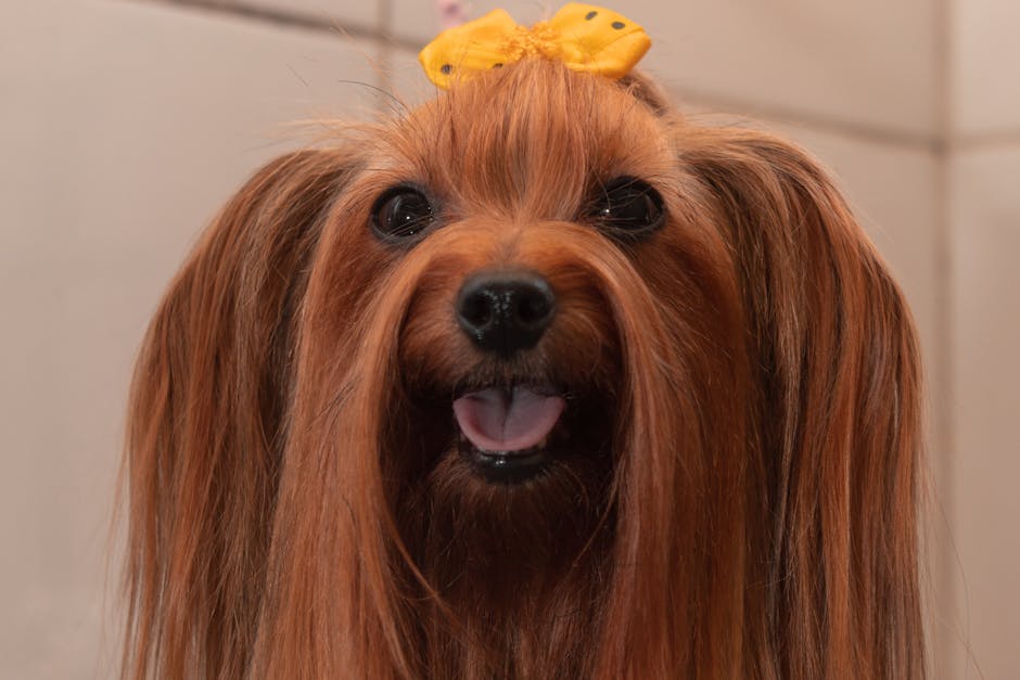 What is Turmeric and How Does It Provide Anti-Inflammatory Benefits for Dogs?