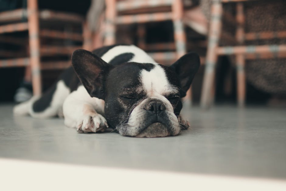 How is dog pancreatitis diagnosed?