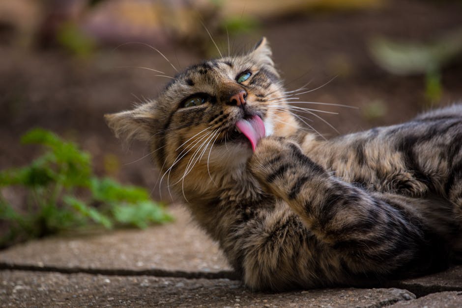 What Is Feline Pancreatitis?