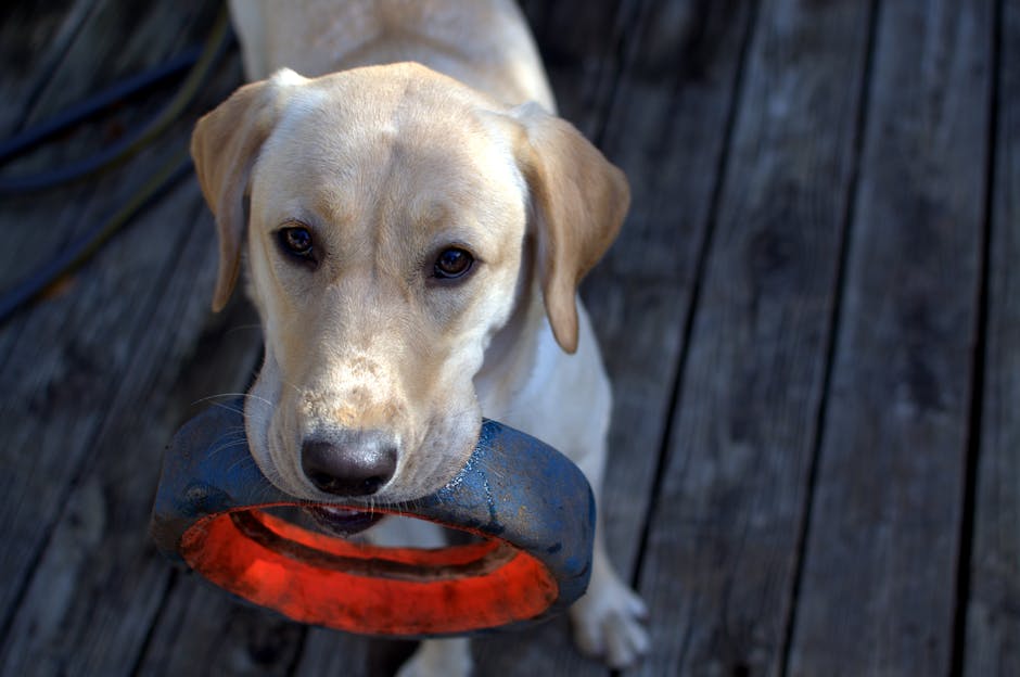 Labrador Retriever Everything You Need to Know Before Adopting